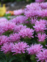 Load image into Gallery viewer, Monarda x &#39;Pink Frosting&#39; Sugar Buzz® Bee Balm (Bee Balm)
