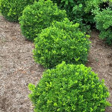 Load image into Gallery viewer, Buxus NewGen Independence® (Boxwood)
