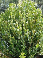 Load image into Gallery viewer, Buxus &#39;Winter Gem&#39; (Boxwood)
