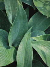 Load image into Gallery viewer, Hosta x &#39;Halcyon&#39; (Plantain Lily)
