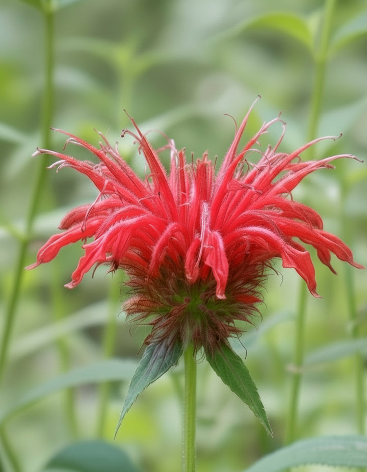 Monarda didyma 'Jacob Cline' (Bee Balm)