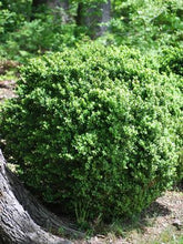Load image into Gallery viewer, Common Boxwood (Buxus Sempervirens &#39;Green Velvet&#39;)
