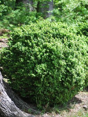 Common Boxwood (Buxus Sempervirens 'Green Velvet')