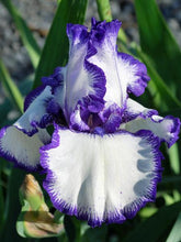 Load image into Gallery viewer, Iris g. &#39;Rare Treat&#39; (White/Purple) (Tall Bearded Iris)
