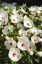 Load image into Gallery viewer, Hibiscus moscheutos Luna™White (Hardy Hibiscus)
