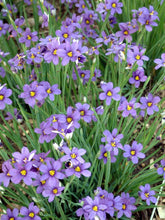 Load image into Gallery viewer, Blue-Eyed Grass (Sisyrinchium angustifolium &#39;Lucerne&#39;), purple flowers
