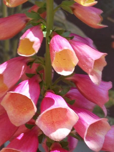 Digitalis x 'Arctic Fox Rose' (Foxglove), pink flowers
