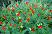 Load image into Gallery viewer, Spigelia marylandica (Indian Pink)
