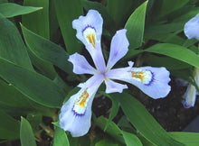 Load image into Gallery viewer, Iris cristata &#39;Powder Blue Giant&#39; (Dwarf Crested Iris)
