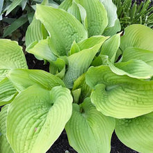 Load image into Gallery viewer, Hosta Shadowland® Coast to Coast (Plantain Lily)
