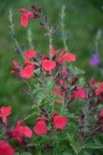 Load image into Gallery viewer, Autumn Sage (Salvia greggii Arctic Blaze® Red), red flowers
