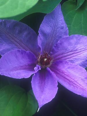 Clematis hybrid 'Candy Stripe' (Hybrid Clematis), purple flower