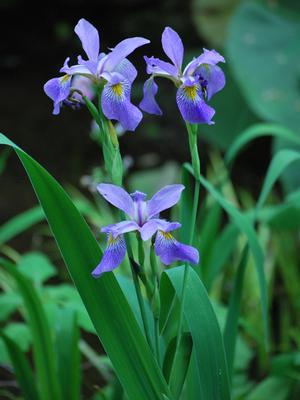 Blue Flag Iris (Iris versicolor), blue flower