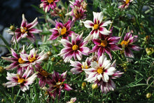 Load image into Gallery viewer, Coreopsis x L&#39;il Bang™ &#39;Starlight&#39; (Tickseed), white and purple flowers
