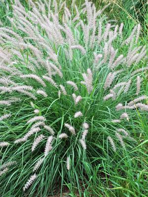 Oriental Fountain Grass (Pennisetum orientale)