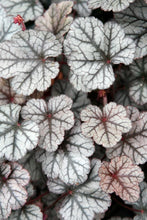 Load image into Gallery viewer, Heuchera x &#39;Silver Scrolls&#39; (Coral Bells)
