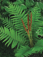 Load image into Gallery viewer, Cinnamon Fern (Osmunda cinnamomea)
