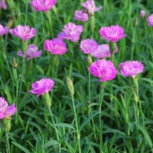 Load image into Gallery viewer, Dianthus Mountain Frost™Pink PomPom (Garden Pinks), pink flowers
