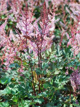 Load image into Gallery viewer, Astilbe x &#39;Delft Lace&#39; (False Spirea),pink flowers
