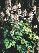 Load image into Gallery viewer, Tiarella cordifolia &#39;Elizabeth Oliver&#39; (Foam Flower)

