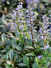 Load image into Gallery viewer, Ajuga x &#39;Chocolate Chip&#39; (Bugle Weed) perennial
