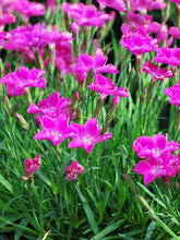 Load image into Gallery viewer, Dianthus x &#39;Kahori&#39; (Garden Pinks), pink flowers
