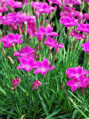 Dianthus x 'Kahori' (Garden Pinks), pink flowers