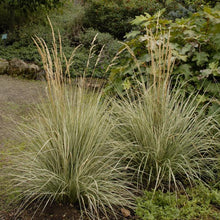 Load image into Gallery viewer, Calamagrostis x acutiflora &#39;Overdam&#39; (Feather Reed Grass)
