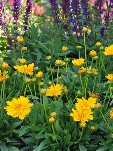 Coreopsis g. 'Double the Sun' (Tickseed), yellow flowers