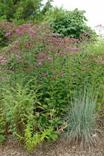 Load image into Gallery viewer, New York Ironweed (Vernonia noveboracensis)
