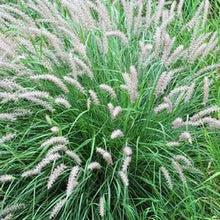 Load image into Gallery viewer, Oriental Fountain Grass (Pennisetum orientale)
