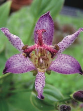 Load image into Gallery viewer, Tricyrtis formosana &#39;Samurai&#39; (Toad Lily)
