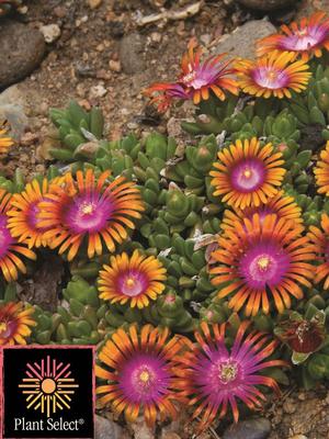 Delosperma 'Fire Spinner' (Ice Plant), pink and orange flowers
