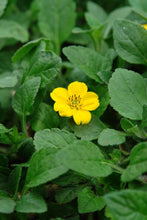 Load image into Gallery viewer, Chrysogonum virginianum &#39;Superstar&#39; (Green and Gold), yellow flowers
