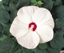 Load image into Gallery viewer, Hibiscus moscheutos Luna™White (Hardy Hibiscus)
