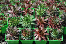 Load image into Gallery viewer, Sempervivum tectorum &#39;Hot Mix&#39; (Hens and Chicks)

