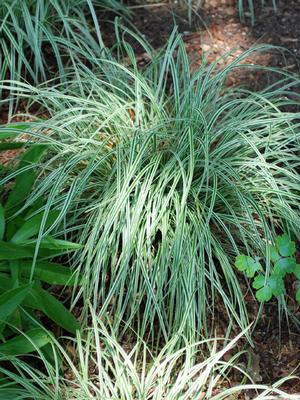 Carex oshimensis EverColor® Everest (Sedge)