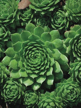 Load image into Gallery viewer, Sempervivum &#39;Green Wheel&#39; (Hens and Chicks)

