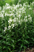 Load image into Gallery viewer, Physostegia virginiana &#39;Miss Manners&#39; (Obedient Plant)

