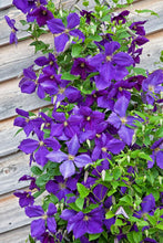 Load image into Gallery viewer, Clematis hybrid &#39;Jackmanii&#39; (Hybrid Clematis)

