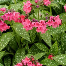 Load image into Gallery viewer, Pulmonaria x &#39;Shrimps on the Barbie&#39; (Lungwart)
