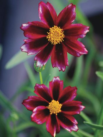 Coreopsis x Big Bang™ 'Mercury Rising' (Tickseed), red flowers