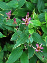 Load image into Gallery viewer, Tricyrtis formosana &#39;Samurai&#39; (Toad Lily)

