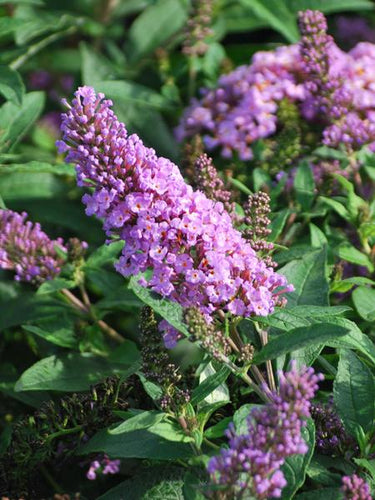 Buddleia Pugster Periwinkle® (Butterfly Bush), purple flowers