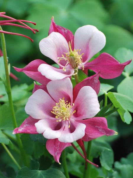 Aquilegia Kirigami™Rose & Pink (Columbine) perennial, pink flower