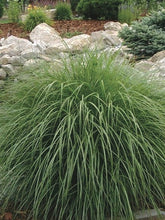 Load image into Gallery viewer, Adagio Grass (Miscanthus sinensis &#39;Adagio&#39;) perennial
