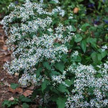 Load image into Gallery viewer, White Wood Aster (Aster divaricatus)
