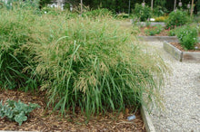 Load image into Gallery viewer, Switchgrass (Panicum virgatum &#39;Cape Breeze&#39;)
