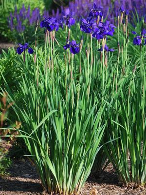 Iris sibirica 'Caesar's Brother' (Siberian Iris)