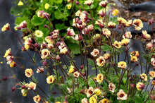 Load image into Gallery viewer, Geum Tempo™Yellow (Avens)
